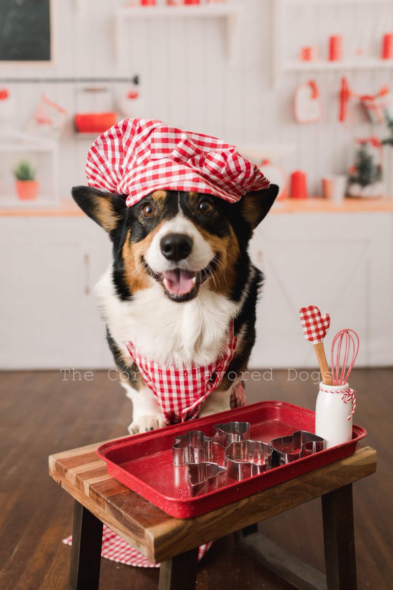corgicalifornia's tweet photo. Goose is cookin up trouble 👨🍳#corgicrew #corgi #CorgiLover #corgis #corgibreeder #pembrokewelshcorgi https://t.co/yJusNKrGxt