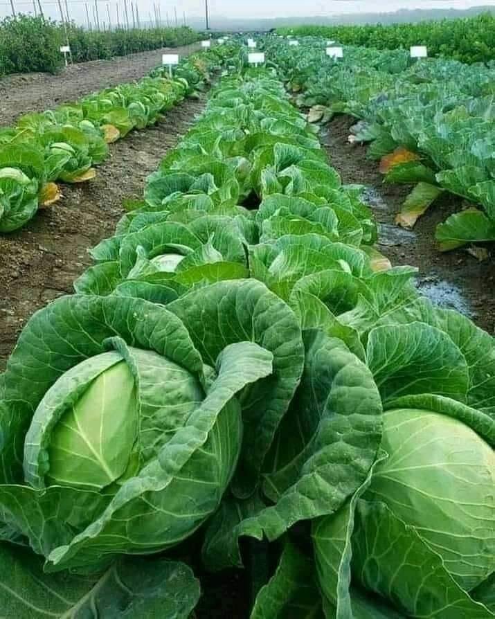 Most things, except #agriculture, can wait.
-JN

#foodsecurity #food #agtwitter #blockchain #btc #bnb #polygon $matic #near #celo