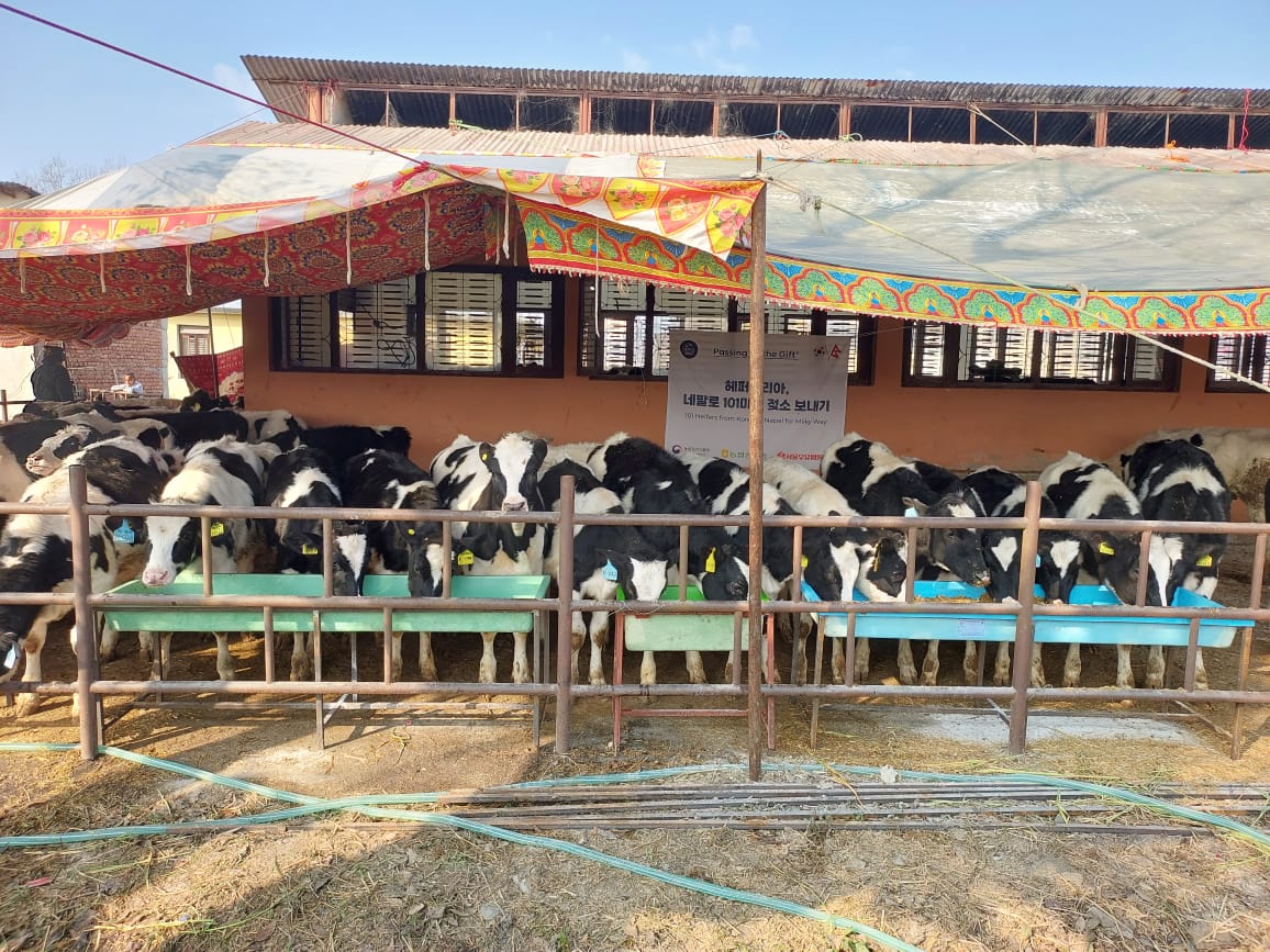 दक्षिण कोरिया सरकारबाट वस्तुगत सहायतामा प्राप्त ८० वटा कोरली बाच्छीहरू आज एक कार्यक्रमका बीच कृषि तथा पशुपन्छी विकास मन्त्रालयका सचिवद्वय डा. गोविन्द प्रसाद शर्मा र डा. दिपक कुमार खरालले कमलामाई नगरपालिकाका प्रमुख श्री उपेन्द्र पोखरेललाइ हस्तान्तरण गर्नुभएको छ ।