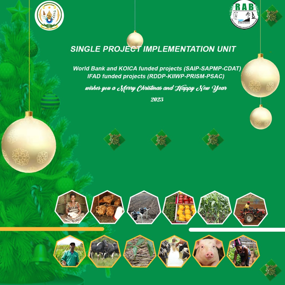 MINAGRI/RAB SPIU WorldBank & KOICA funded projects (@saipcdat) on Twitter photo On behalf of the @SAIP_SAPMP and @SPIU_IFADRwanda Coordinator <a href="/SRwamulangwa/">Stephen Rwamulangwa</a> and the entire staff, we wish you a Merry Christmas and Properous New Year, 2023. On behalf of the @SAIP_SAPMP and @SPIU_IFADRwanda Coordinator <a href="/SRwamulangwa/">Stephen Rwamulangwa</a> and the entire staff, we wish you a Merry Christmas and Properous New Year, 2023.