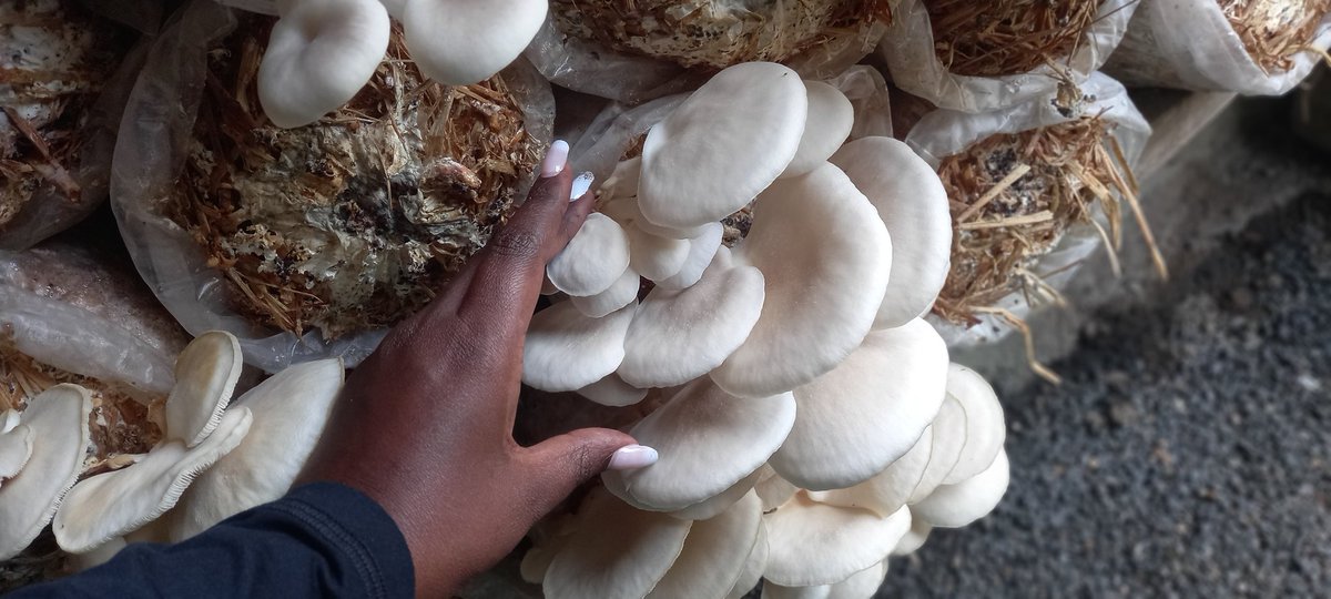 farmeronfire1's tweet photo. Good Morning. Feeling #festivefun

Did you know mushroom is both a Vegetable and Protein?? 

Lets go make some yummy 😋 😜 breakfast for the entire clan

Karibuniii

#MapemaNdioBest #mushroomhead #mushroomtwitter #FoodFriday #Vegan #kenyaeconomicupdate #Narok #bosslady https://t.co/602vuZnvMr