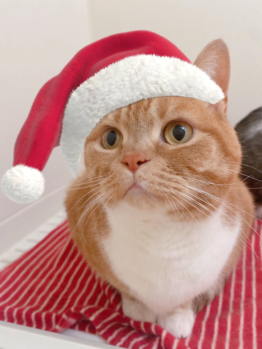 猫サンタ

 #猫
 #クリスマス