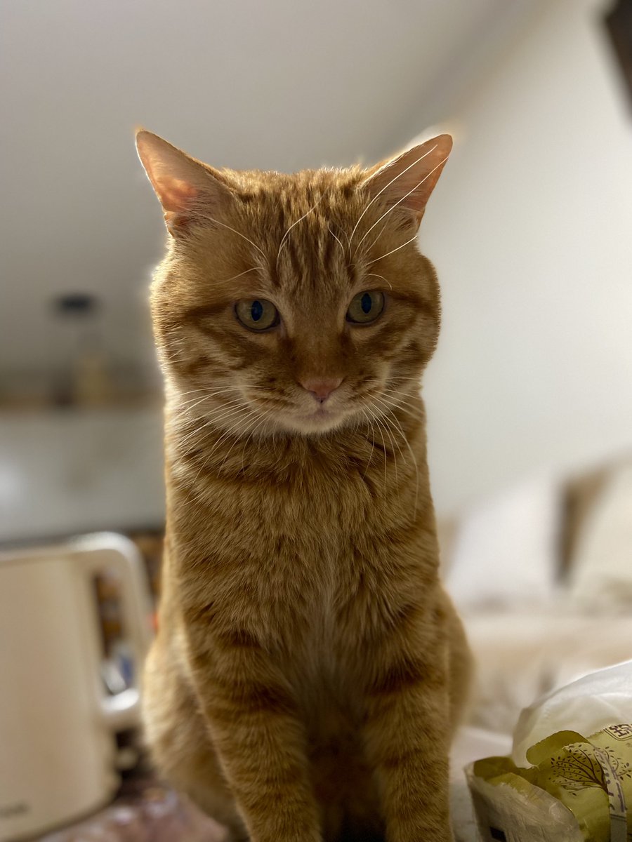 xtingdd's tweet image. Merry Christmas 🎄