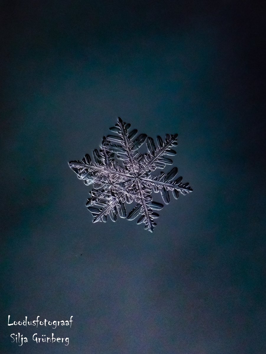 SiljaFoto's tweet photo. Real snowflake ❄️
20.11.2022
Estonia 🇪🇪
Nikon coolpix B500
instagram : @silja_photography
#snowflakephotography #realsnowflake #snowcristals #snowflakeofestonia #snowflakes #snow #snowflakemacro #macrosnowflake #macrosnowflakes https://t.co/LVdKg87eDR