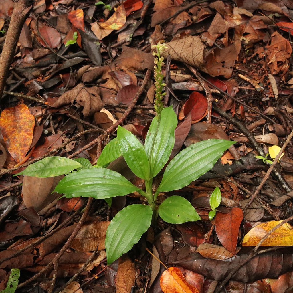 jason_nge's tweet photo. Malaxis orchid flowering now during the wet monsoon season in Borneo. There are at least 20 species of Malaxis recorded in Sarawak (based on Beaman et al. 2001).
#Malaxis #Orchidaceae #wildorchids #Sarawakplants #Sarawak #Borneo #BorneoFlora #TropicalRainforest https://t.co/hSCbJvGsqi