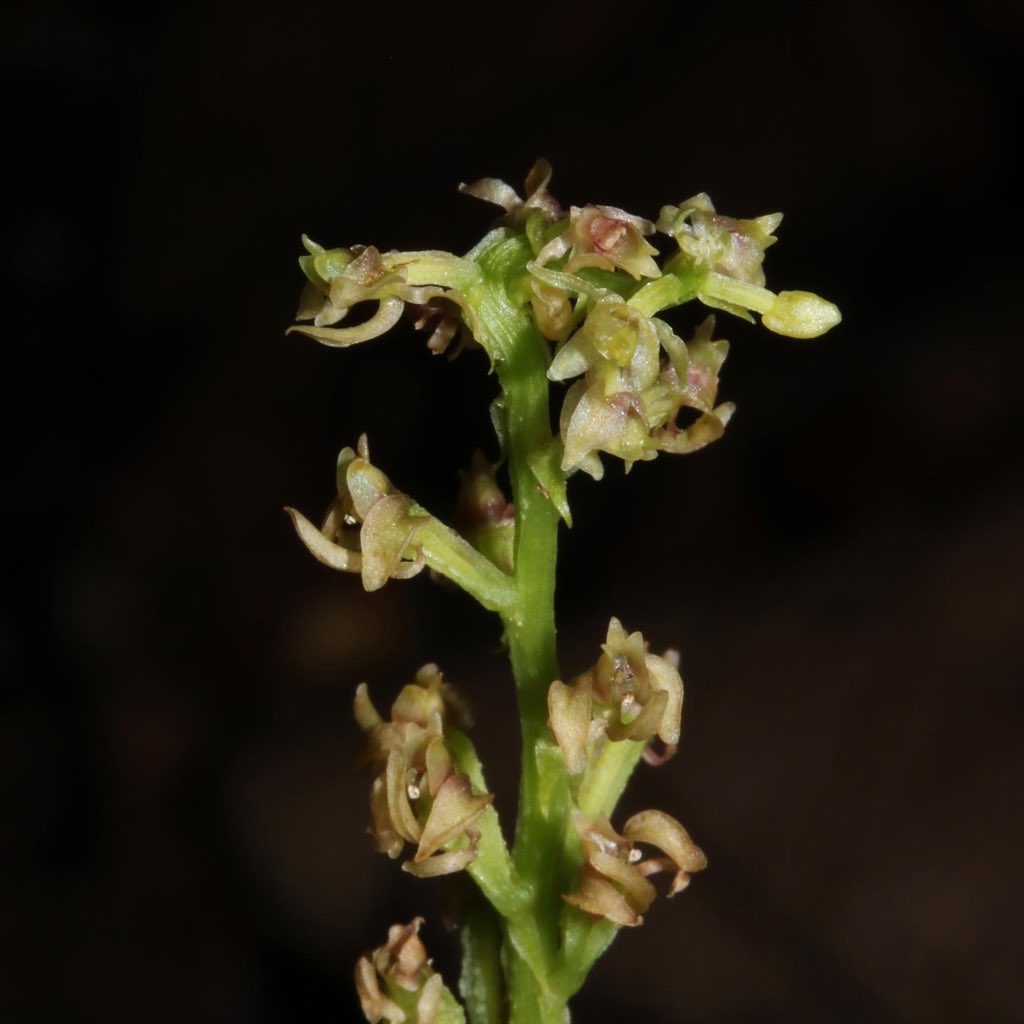 jason_nge's tweet photo. Malaxis orchid flowering now during the wet monsoon season in Borneo. There are at least 20 species of Malaxis recorded in Sarawak (based on Beaman et al. 2001).
#Malaxis #Orchidaceae #wildorchids #Sarawakplants #Sarawak #Borneo #BorneoFlora #TropicalRainforest https://t.co/hSCbJvGsqi