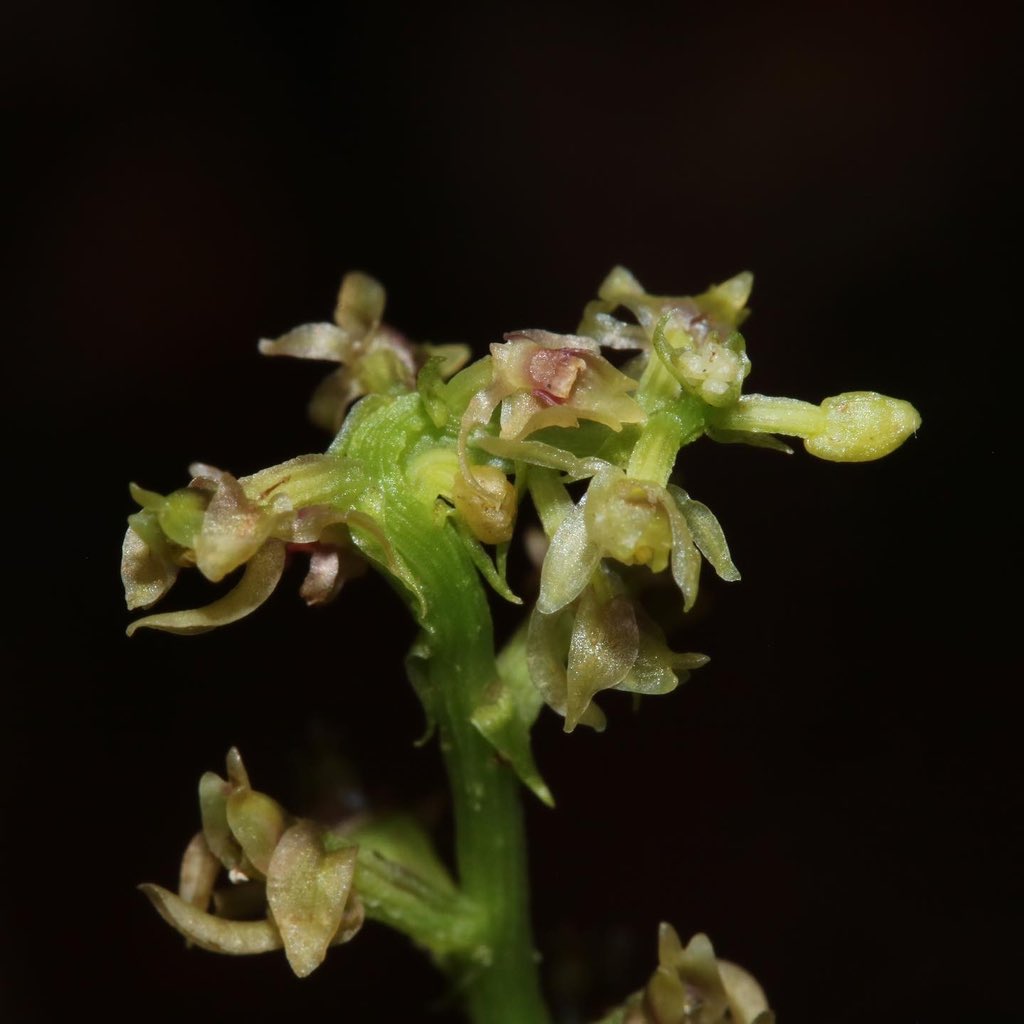 jason_nge's tweet photo. Malaxis orchid flowering now during the wet monsoon season in Borneo. There are at least 20 species of Malaxis recorded in Sarawak (based on Beaman et al. 2001).
#Malaxis #Orchidaceae #wildorchids #Sarawakplants #Sarawak #Borneo #BorneoFlora #TropicalRainforest https://t.co/hSCbJvGsqi