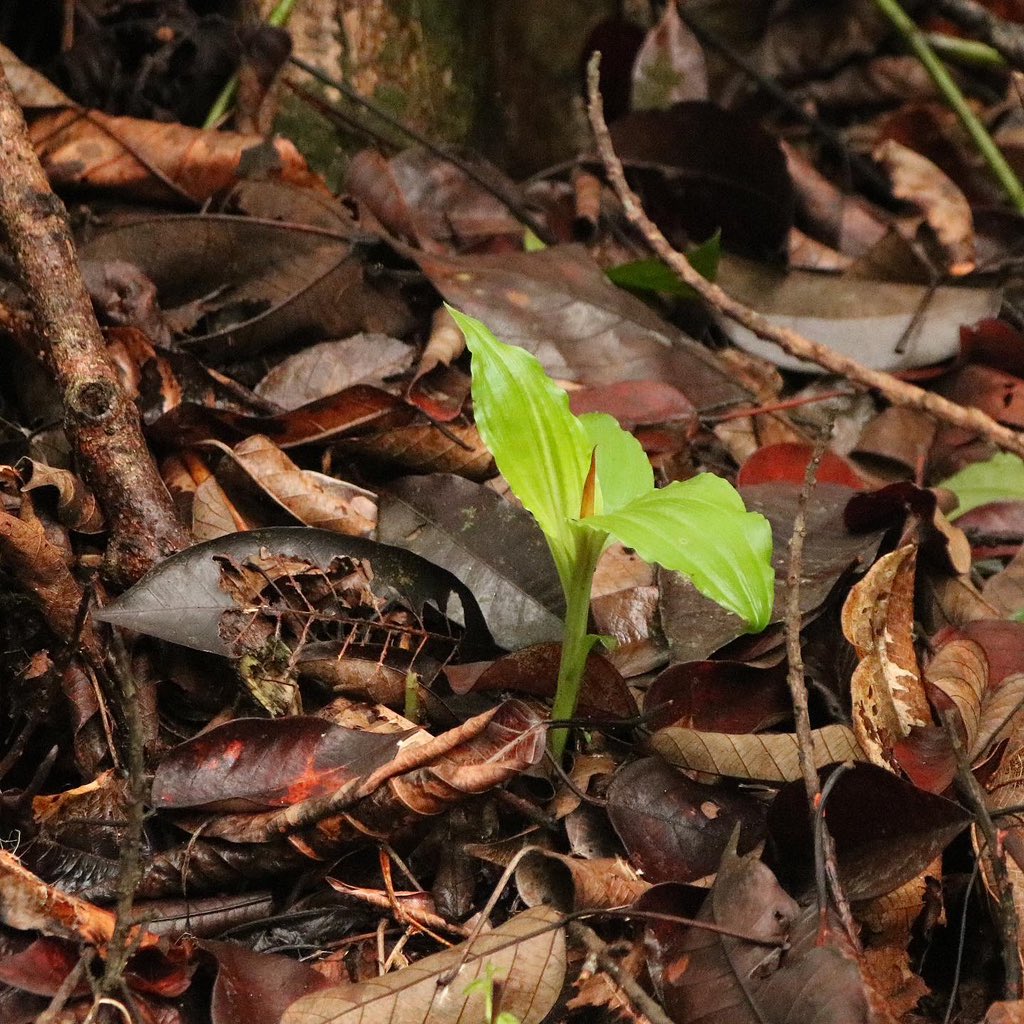 jason_nge's tweet photo. Malaxis orchid flowering now during the wet monsoon season in Borneo. There are at least 20 species of Malaxis recorded in Sarawak (based on Beaman et al. 2001).
#Malaxis #Orchidaceae #wildorchids #Sarawakplants #Sarawak #Borneo #BorneoFlora #TropicalRainforest https://t.co/hSCbJvGsqi