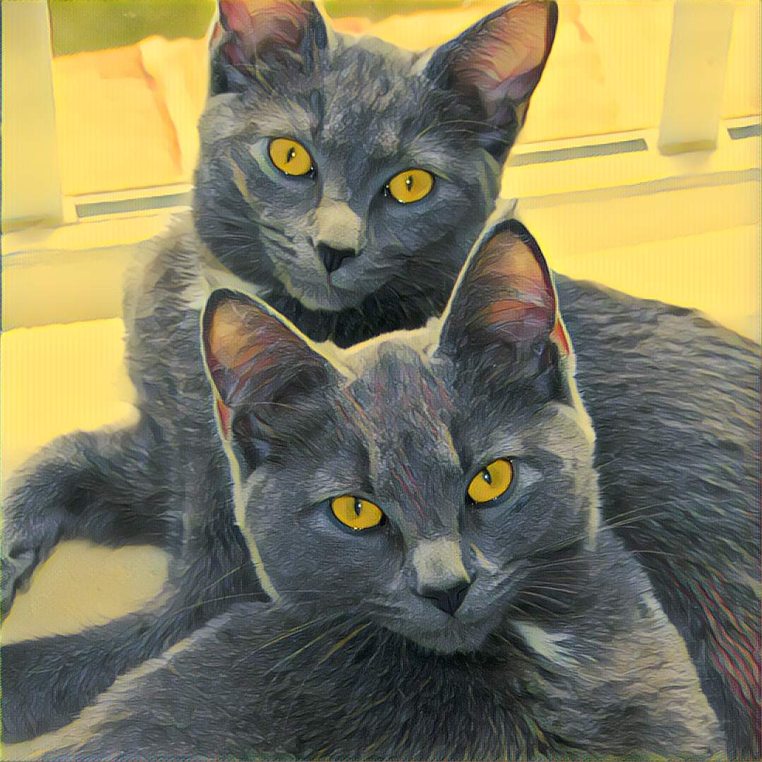 Тайская кошка Корат