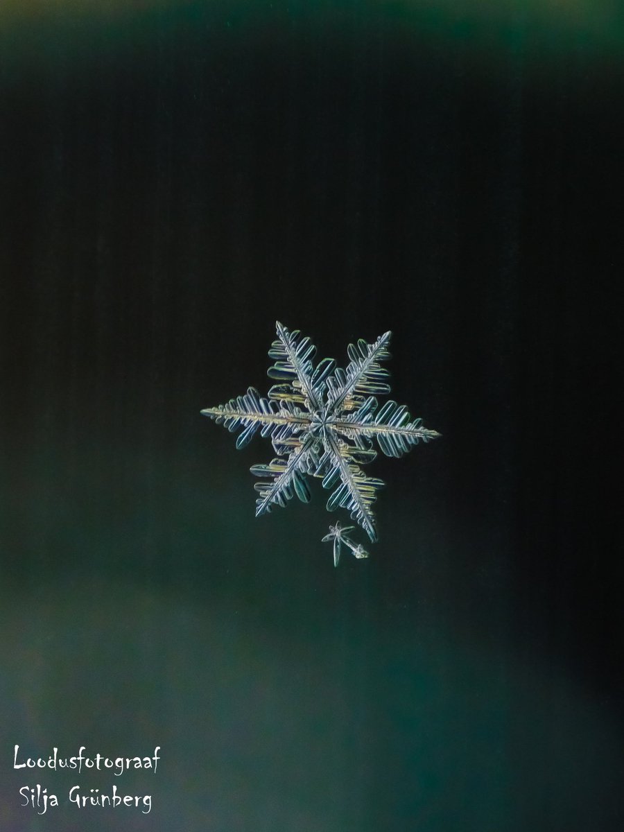 SiljaFoto's tweet photo. Real snowflake ❄️
20.11.2022
Estonia 🇪🇪
Nikon coolpix B500
instagram : @silja_photography
#snowflakephotography #realsnowflake #snowcristals #snowflakeofestonia #snowflakes #snow #snowflakemacro #macrosnowflake #macrosnowflakes https://t.co/9IFE3cqwHy