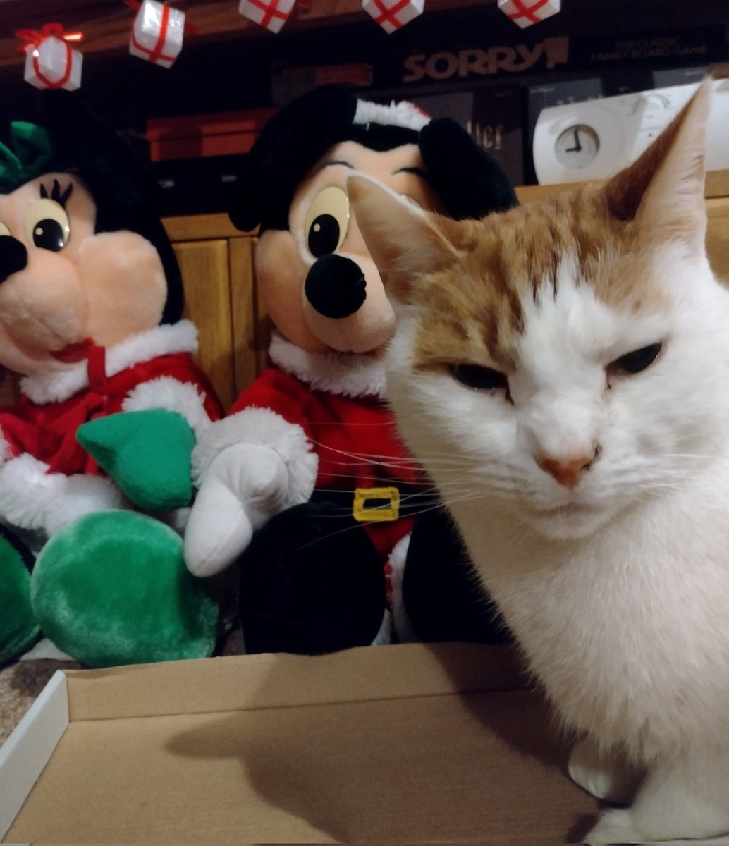 If Santa's a mouse then sign me up for the naughty list. #CaturdayPHOTOChallenge #Christmas