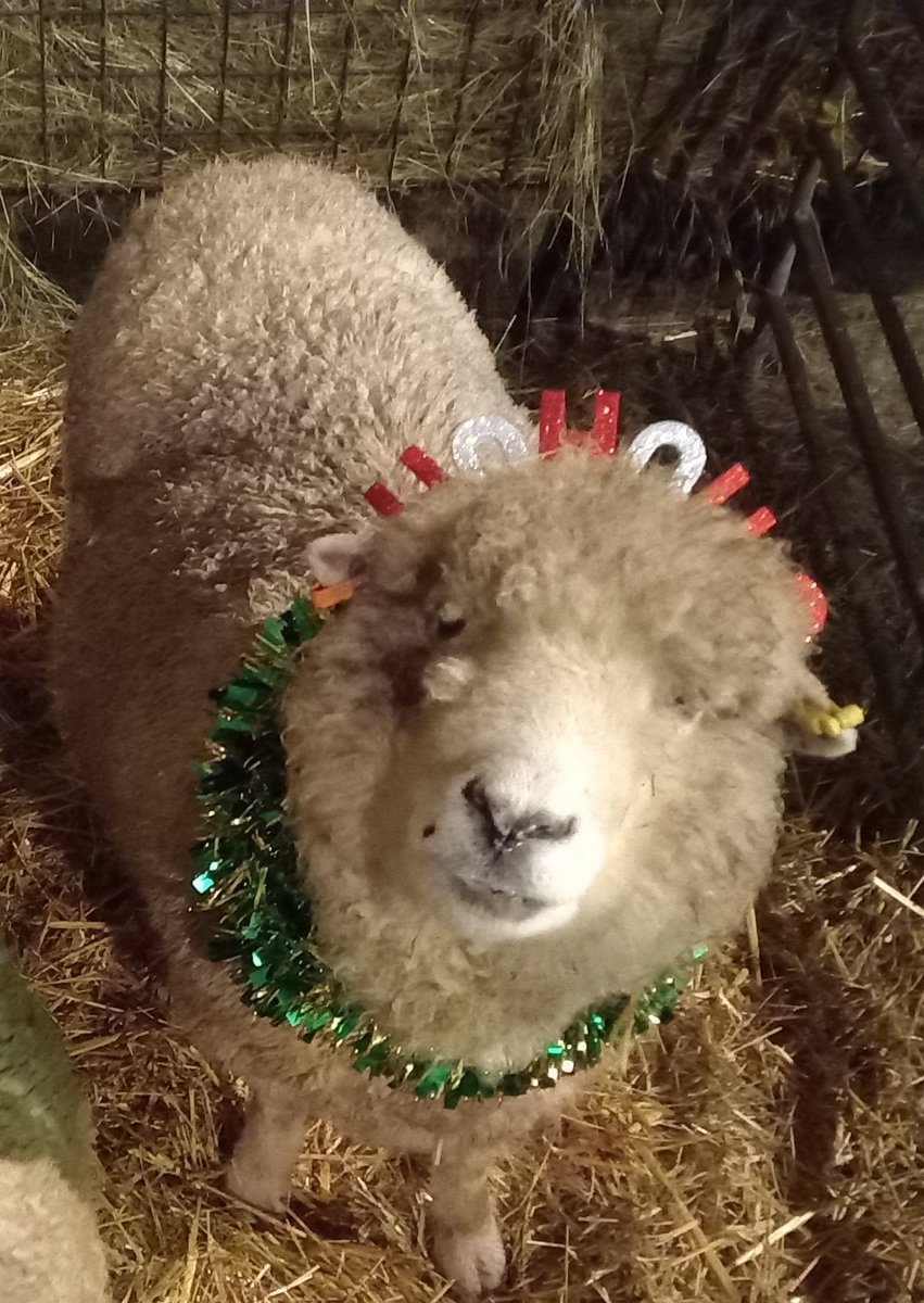 Wishing you a happy Christmas with love from Bonnet and all at The Woolly Patchwork Sheep Sanctuary xx 🎅🎁🎄🐑🥳

#animalsanctuary #sheep365 #sheep #Christmas2022 #nonprofit #AmazonWishList #animallovers #foreverhome #sponsorasheep

woollypatchworkshe.wixsite.com/website