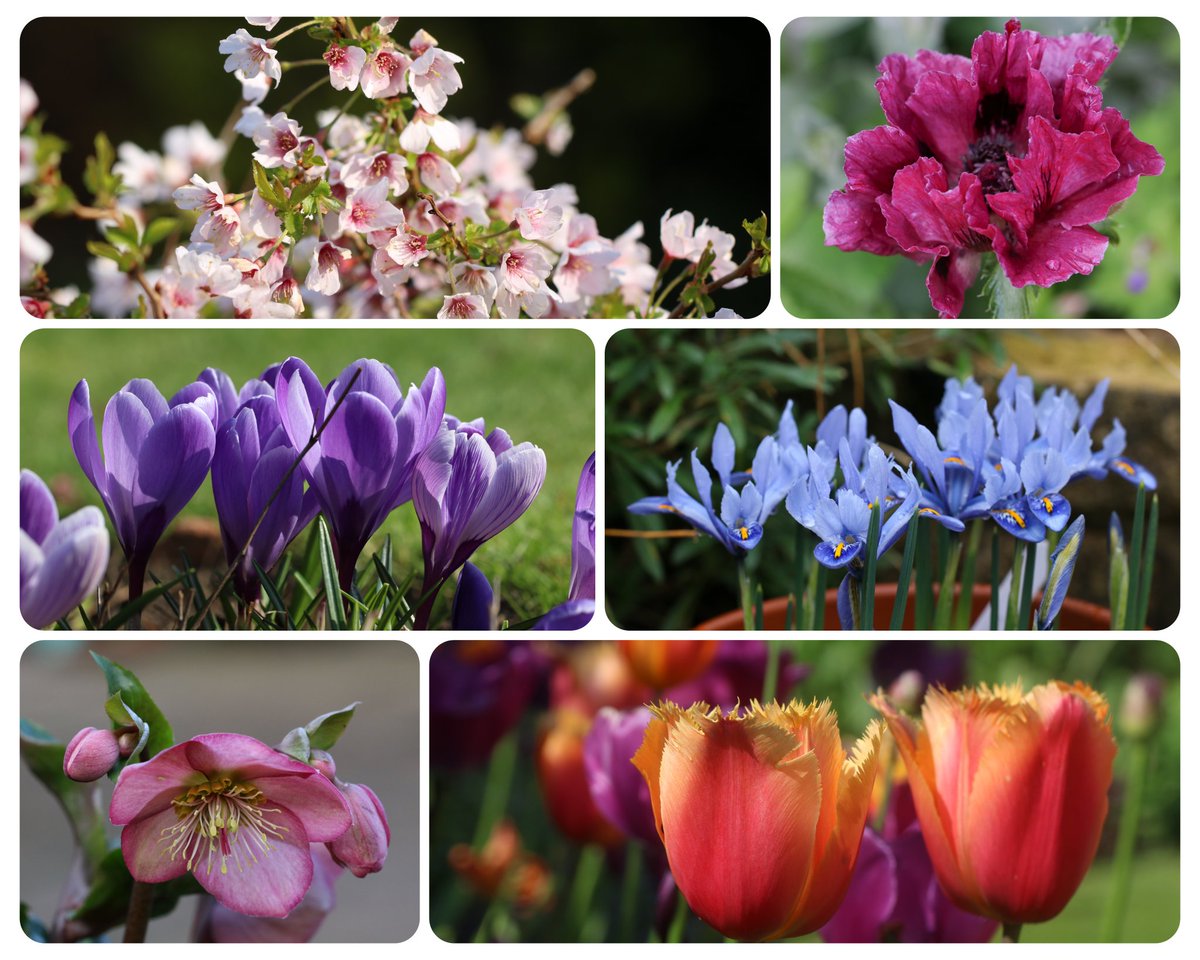 Sharing #mylittlegarden favourites from Jan to June 2022 for this week’s #SixonSaturday 
#ChristmasEve2022 #GardeningTwitter