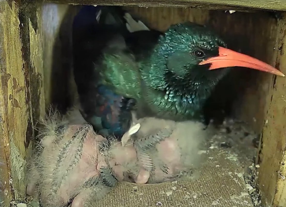 AllenBirdCam's tweet photo. The saga continues after a worrying night for the chicks with no mom.
LIVE - Nest cam
https://t.co/E34FniU1Fu https://t.co/iejgwmI3l0