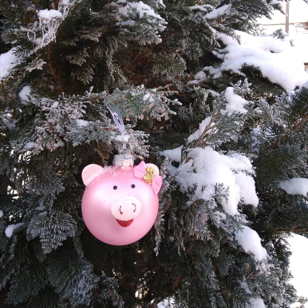 FBN Dummerstorf tweet media