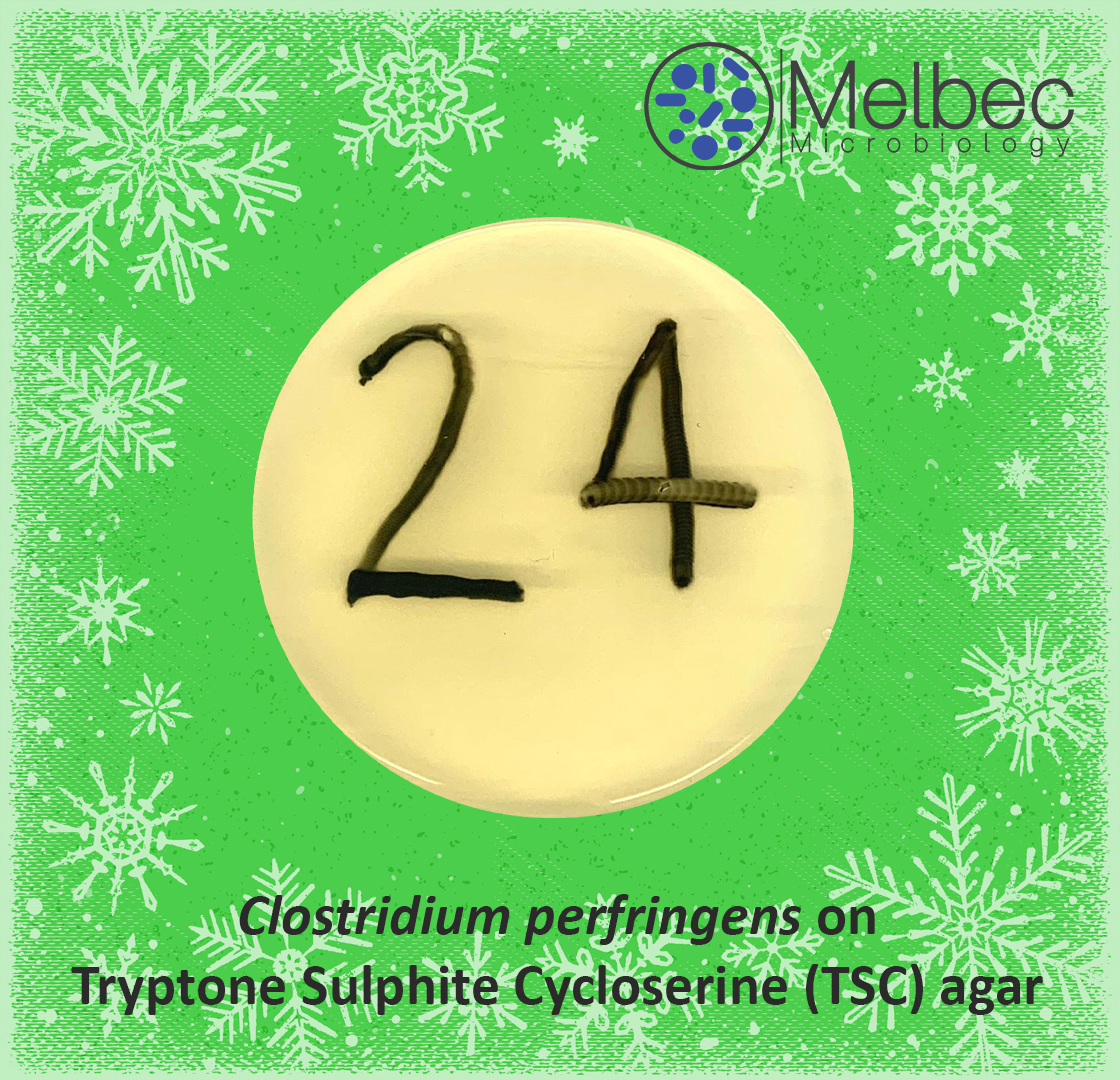 🎄🎁Welcome to Day 24 of December and our last plate is Clostridium perfringens on TSC!🎄🎁

Clostridium perfringens is a Gram positive, spore forming bacteria that is one of the most common causes of food poisoning.

#Clostridium #microbiology #cosmeticmicrobiology
