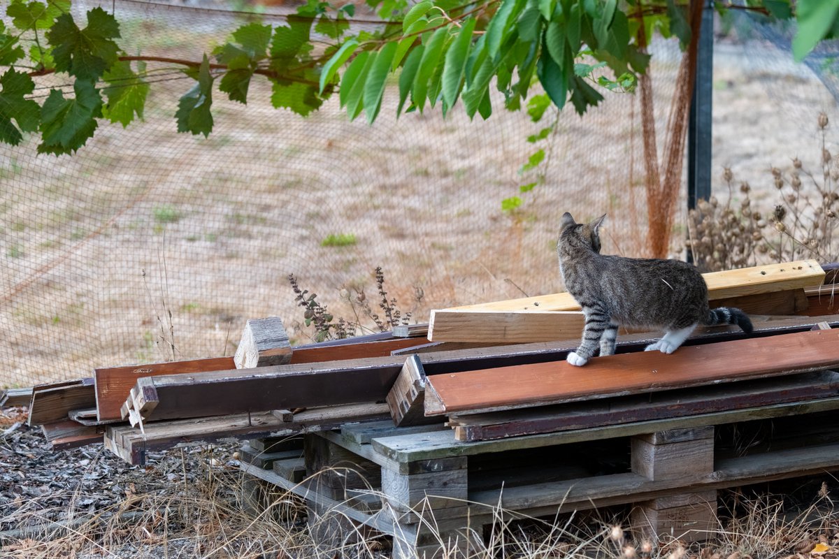 Alma am #Caturday #CatsofTwitter