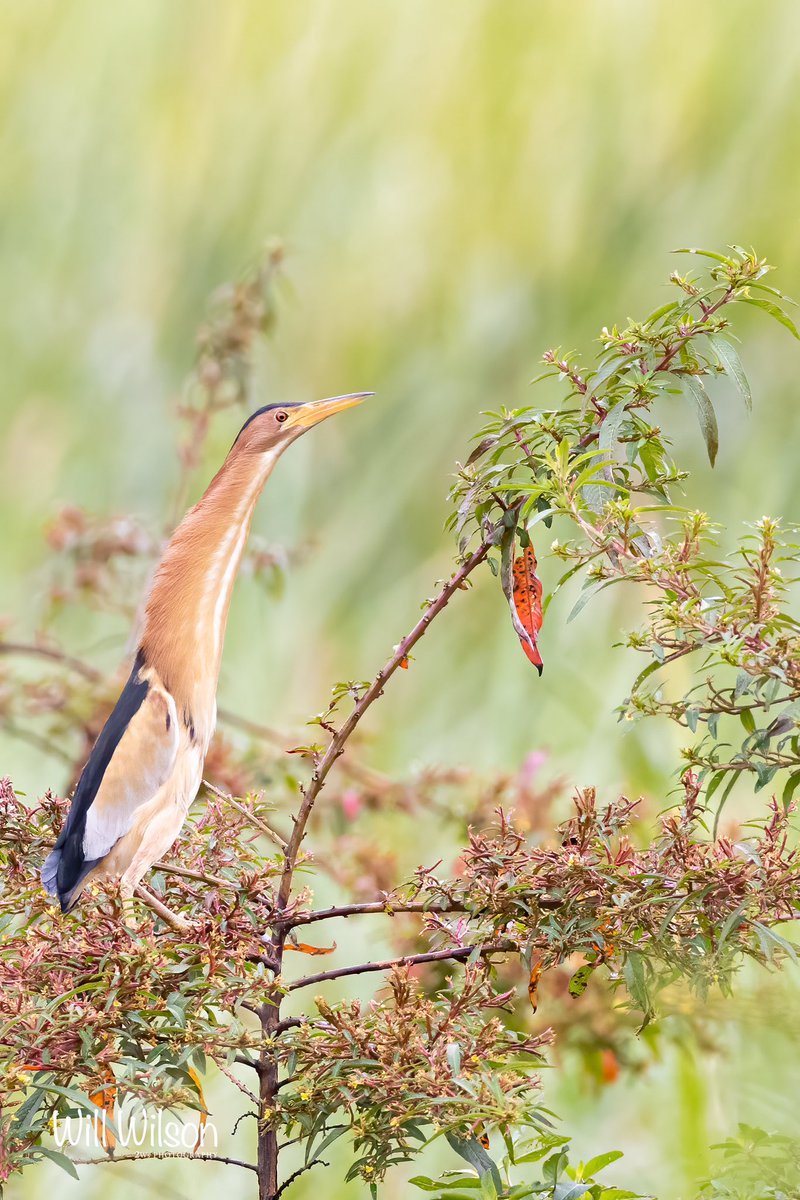 Great to see a Little a Bittern perched out in the open and not - as usual - hidden in the reeds. Photographed <a href="/UmusambiV/">Umusambi Village</a> in #Kigali #Rwanda #RwOT #RwandaBirds #BirdsSeenIn2022 #BBCWildlifePOTD #VisitRwanda