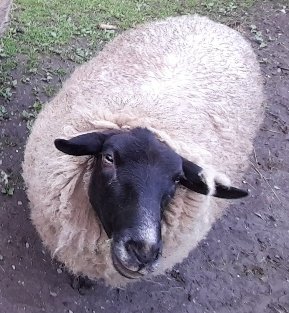 BacovaRoba's tweet photo. Ovca mi jedna zdrhla!!!!!!! 😥Buď bude kdesi po dědině nebo bude na Radhošťu bekať. Ma černú hlavu,umi fest trkať,pište do mňa prosim,nehladiť po ocasu,kúše #dolnibecva #hornibecva #radhost #pustevny #roznov #cernahora #hledamovcu #ovcazdrhla #ovce #ovca #beskydy https://t.co/4U2kua5iDK