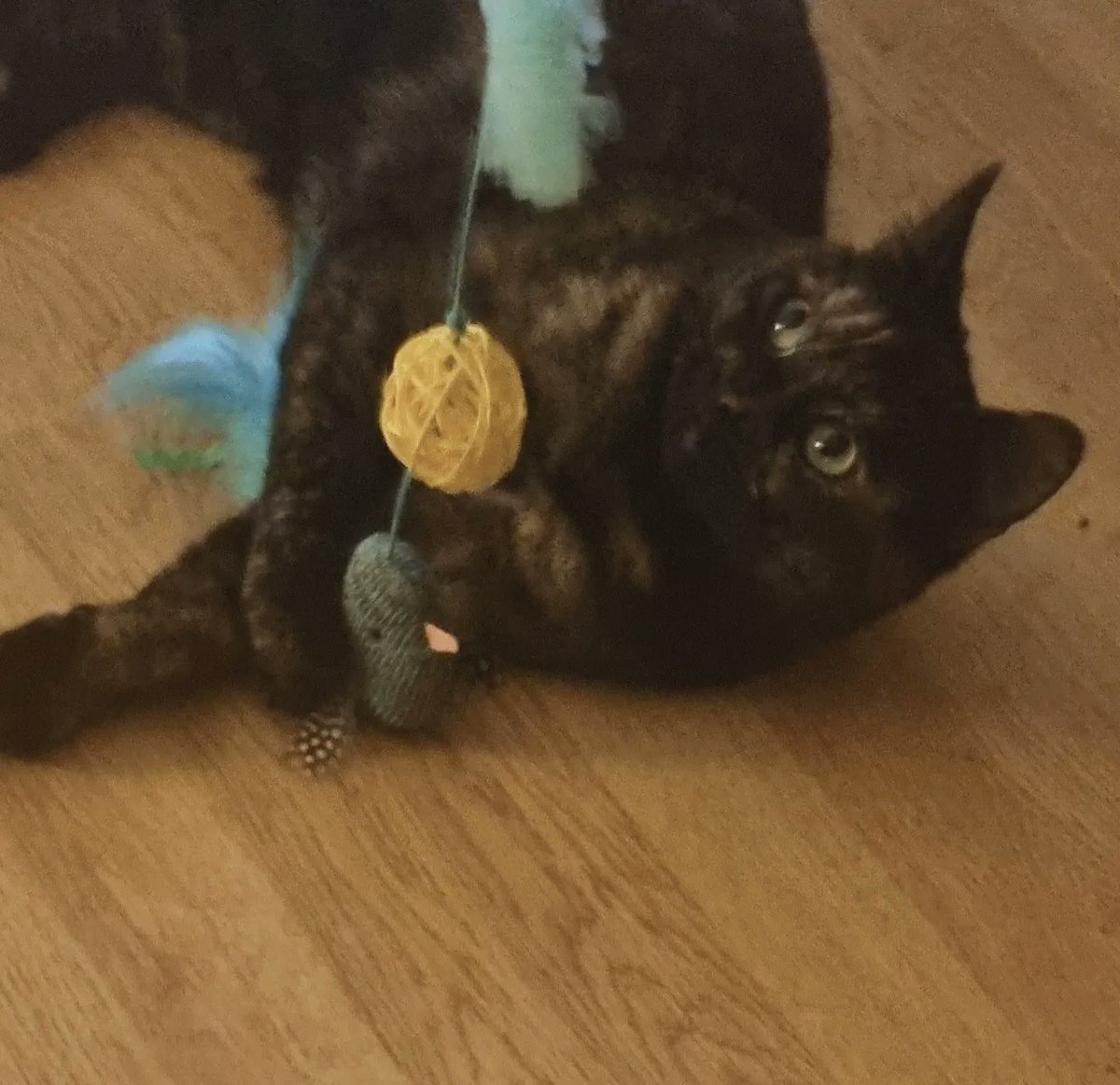 Karen_acts's tweet photo. Days like these. Starting the day, by taking time to sit still and just be for a while, without thinking about the 'to do' list. xx #Caturday #Perdita #rescuecat #animalsamaritans https://t.co/QgvnMJQahb