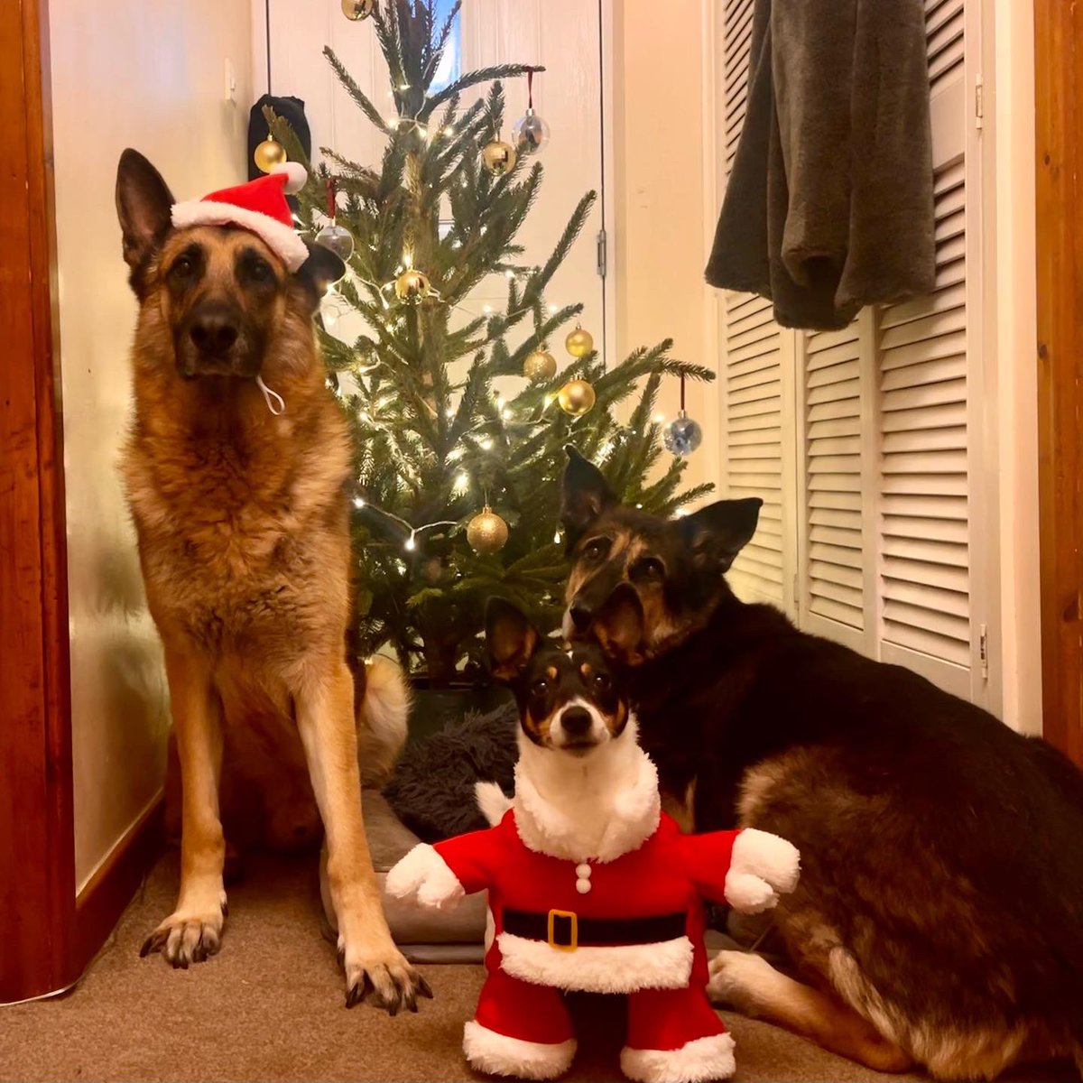I know I don’t use Twitter much, but we wanted to wish you a Merry Christmas and to thank you for your continued support 

The dogs are looking forward to the snuffle boxes, new toys &amp; Christmas Dinner 

Have a great festive season! #thankyou #merrychristmas #DogsofTwittter