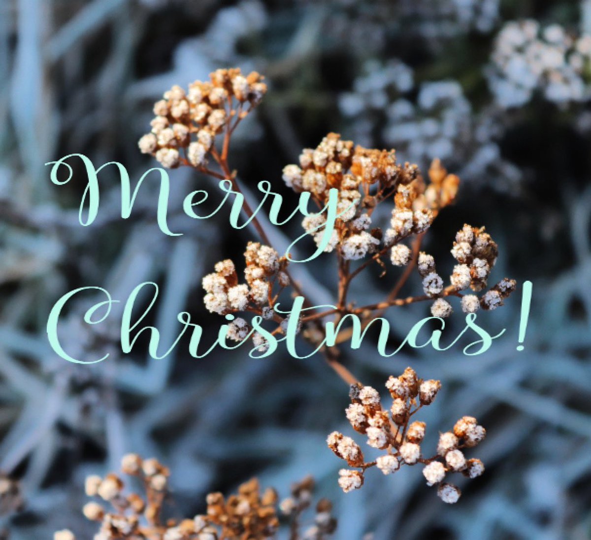 greengage design tweet media