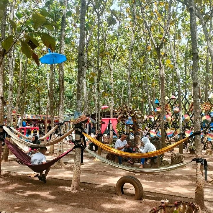 Gambar Hutan Jati Raya