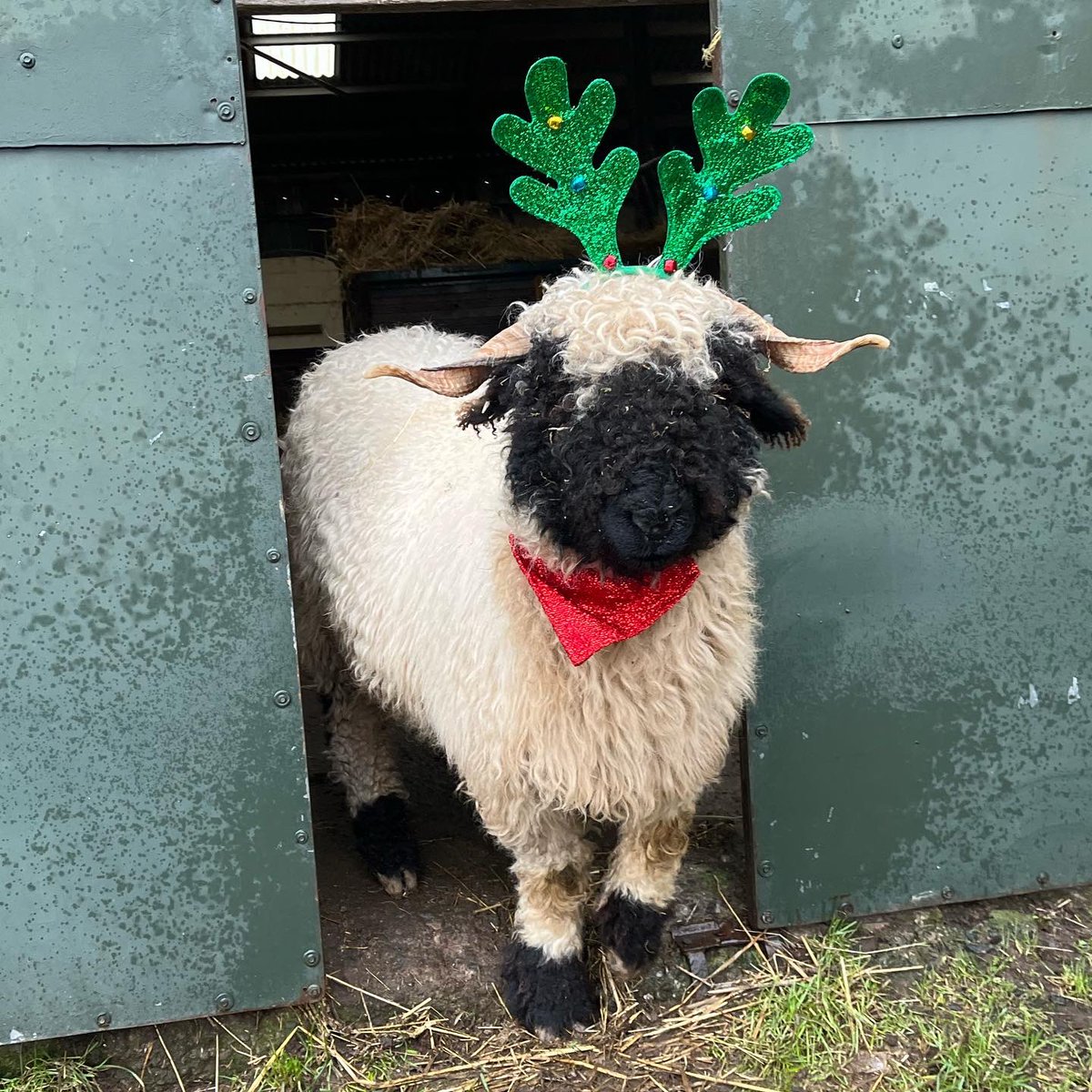 I managed to get Sassenach to stay away from me to get this pic so we could wish everyone who follows us, comments, shares and supports our little business a very Merry Christmas! Merry Christmas everyone ❤️ #arnbegfarmstayscotland #lovemysheep #petsheep