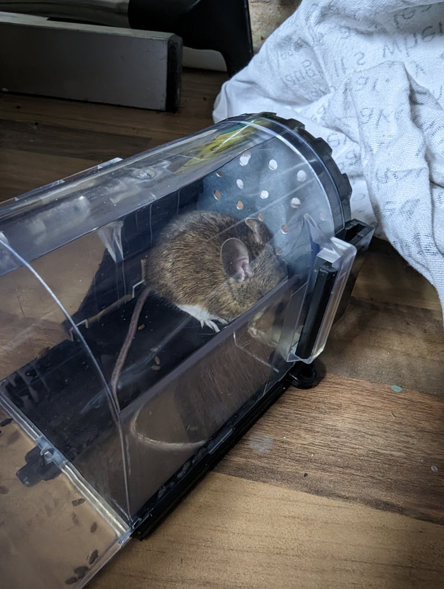 Will Ryder tweet media