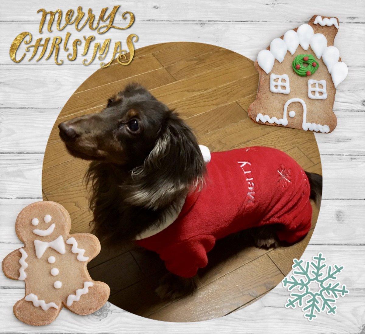VaniraMaria's tweet photo. 🎄✨クリスマスイブ✨🎄

       食いしん坊のリュウ🌟

　虹の橋でも美味しいものいっぱい
　食べてるかな🍗🍰

     ˖⋆࿐໋₊💐ෆ ˖⋆࿐໋₊💐ෆ ˖⋆࿐໋

　会いたいな〜😥
　���きしめたいなぁ🥹

#ペットロス
#虹の橋🌈 https://t.co/173PHIaRz8