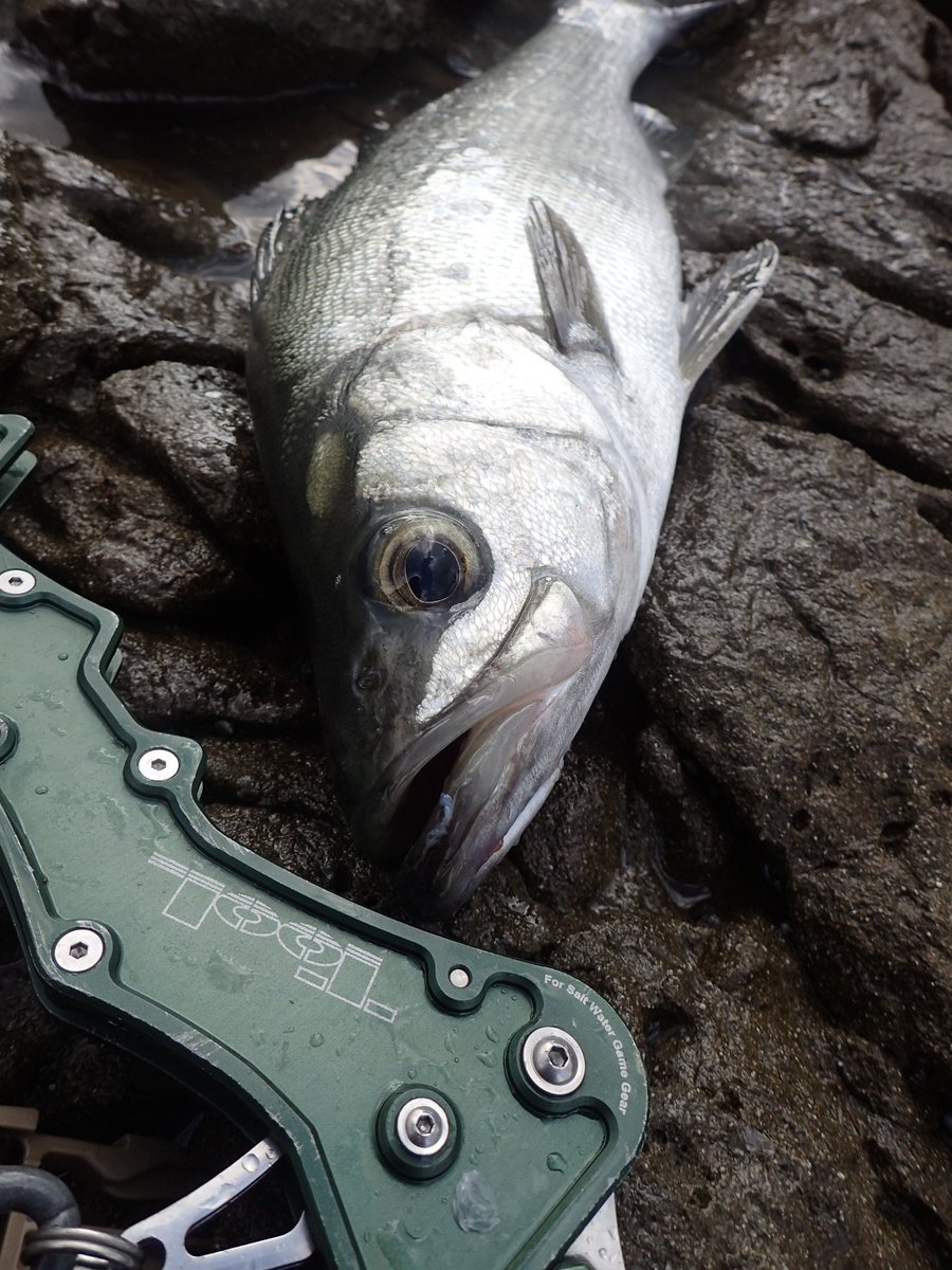 tool_hiroaki's tweet photo. 今週は苦労した…。
#Xmasイブ でっせ
#siyouei
#tool
#lg_160
#ComingSoon
#rockyshore
#ヒラスズキ
#fishing https://t.co/370liIfppc