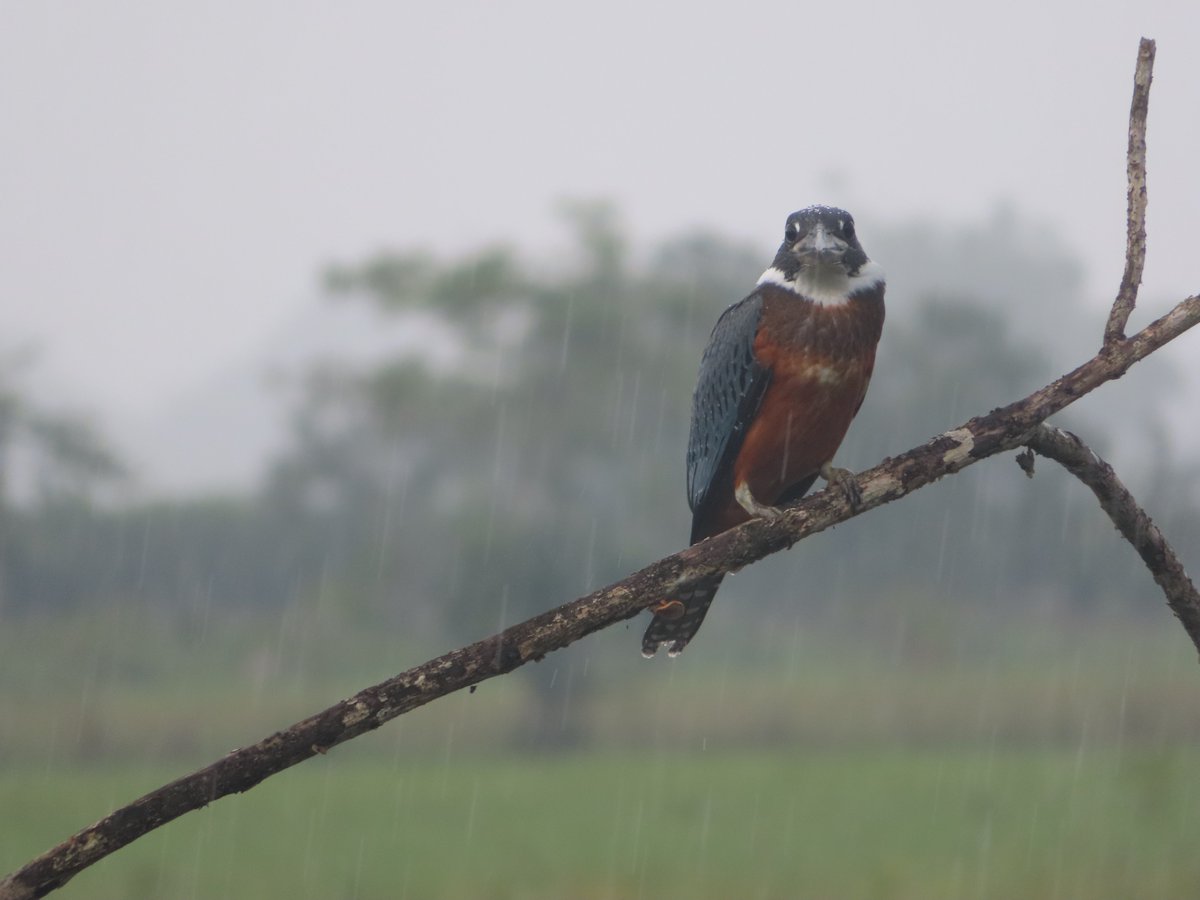 Sarah Thomas tweet media