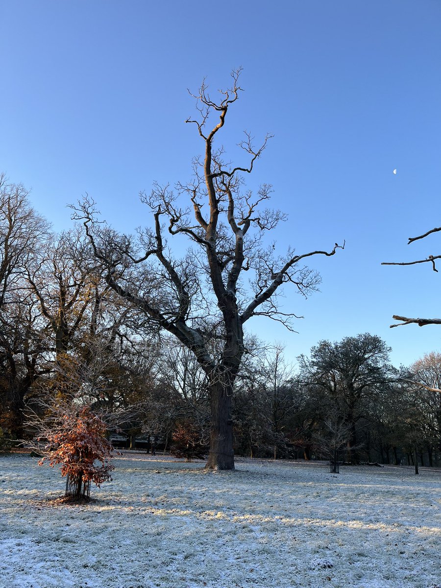 SuffolkTrees's tweet image. Merry Christmas from @SuffolkTrees thank you to all our fantastic #TreeWardens &amp;amp; #TreeNurses &amp;amp; our partners @WoodlandTrust @suffolkcc @Suffolk_Enviro @PolsteadPress  @TheTreeCouncil