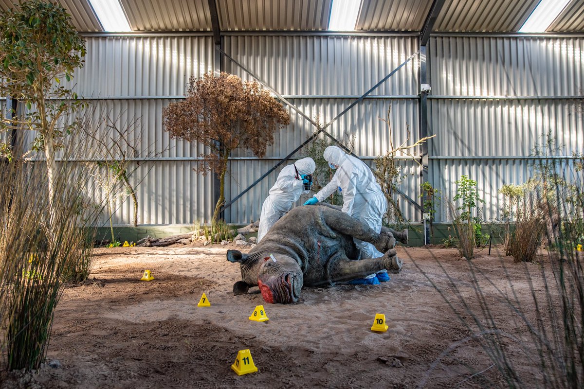 Animal CSI. My latest for <a href="/guardian/">The Guardian</a> in words and pictures on South Africa’s wildlife crime forensics academy.

theguardian.com/environment/20…

#wildlifecrime #photojournalism