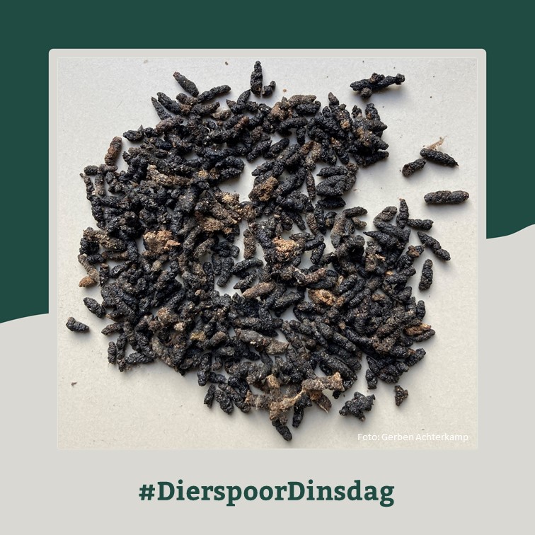 Zoogdiervereniging tweet media