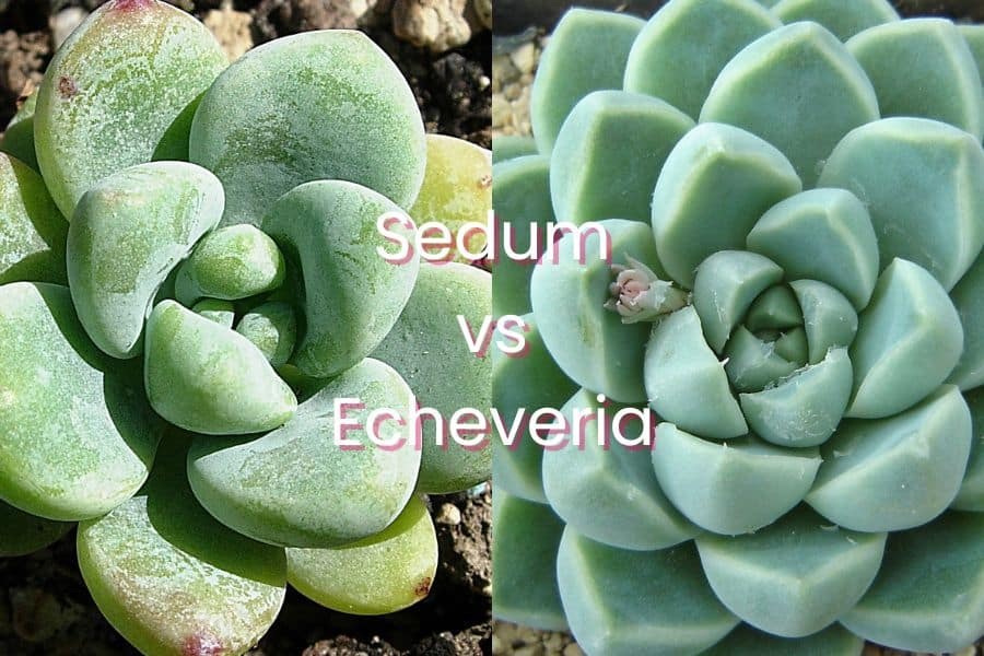 SucculentAlley's tweet photo. Sedum vs Echeveria: 4 Interesting Differences and Similarities https://t.co/WG9PEEF4RY https://t.co/Hy6VvIGtfs
