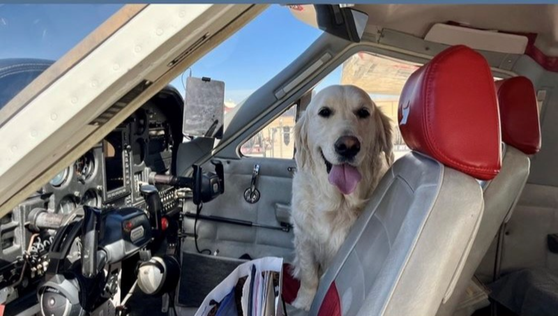 airwaysmagazine's tweet photo. Pilots N Paws is an organization dedicated to saving animals by flying them across the US to no-kill shelters or new homes. This is their story. #AmericanSocietyforthePreventionofCrueltytoAnimals #ASPCA #PawsNPilots #Pilots #SavingAnimals #SpecialFlights
https://t.co/fV7jsewEgY https://t.co/xYiAahzrTK