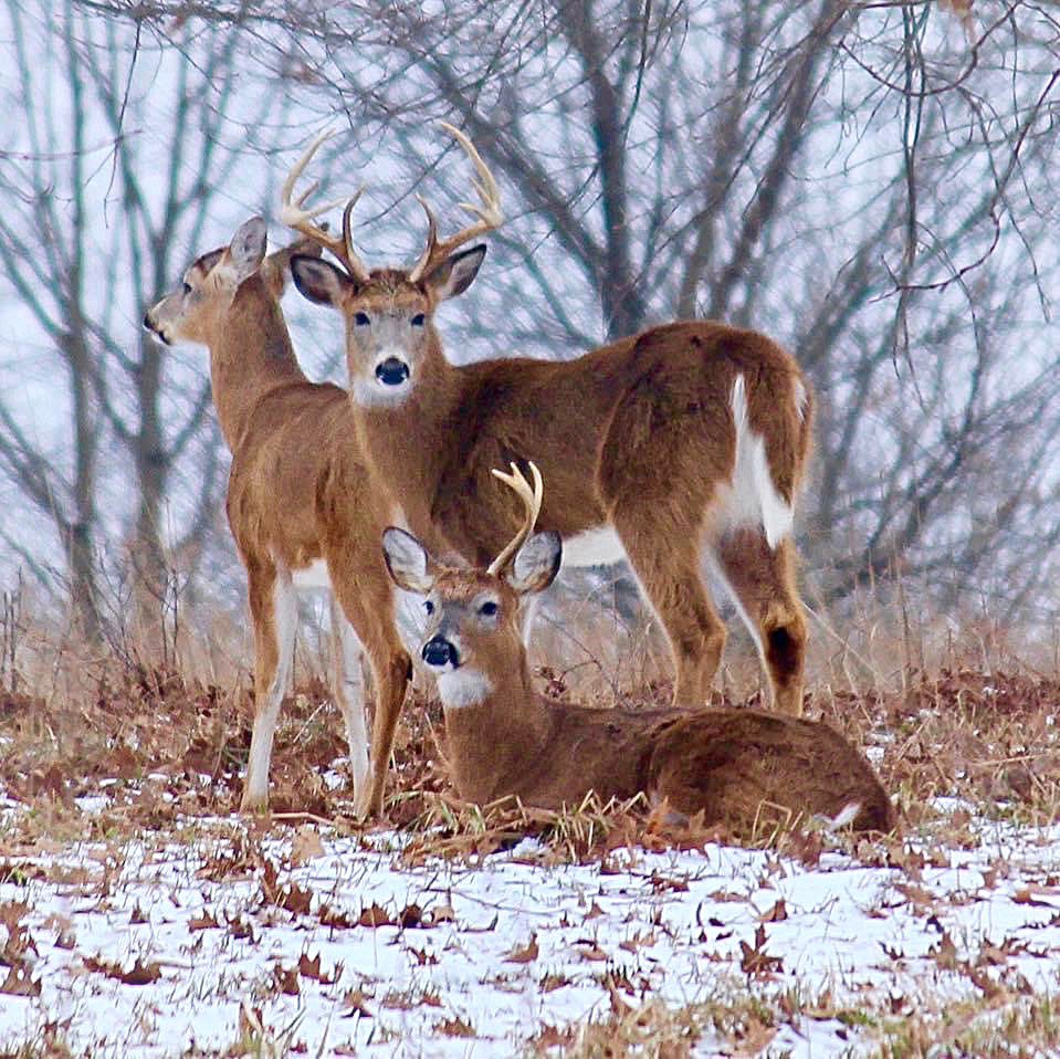 Two Particular Acres tweet media