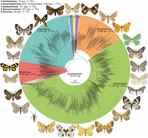 Forum Herbulot (@forumherbulot) on Twitter photo The new website of Forum Herbulot, including ONLINE TAXONOMIC FACILITY OF GEOMETRIDAE lunched just today: geometroidea.smns-bw.org
The related paper published in <a href="/IntegSyst/">Integrative Systematics</a>: doi.org/10.18476/2022.… The new website of Forum Herbulot, including ONLINE TAXONOMIC FACILITY OF GEOMETRIDAE lunched just today: geometroidea.smns-bw.org
The related paper published in <a href="/IntegSyst/">Integrative Systematics</a>: doi.org/10.18476/2022.…