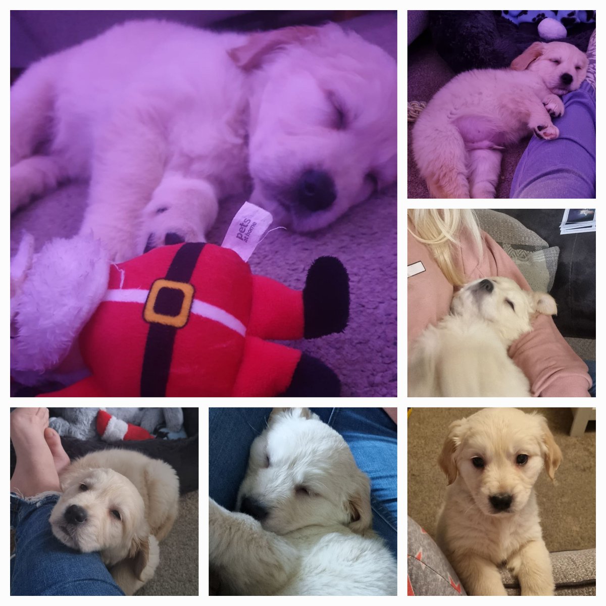 MissLoweKMPA's tweet photo. One week ago I made a crazy, impulsive decision and you know what, I wouldn't change it for the world. #PuppyLove #GoldenRetrievers #lovestosleep https://t.co/eep1cRU81J