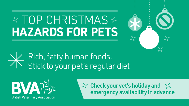 BritishVets's tweet photo. Doing last-minute prep for your #Christmas meal? 

Remember not to share rich, fatty treats and trimmings with your pets. These can cause sickness, diarrhoea and even pancreatitis, so it's best to stick to your pet’s regular diet and routine. https://t.co/5mMZWkzQNg https://t.co/WJ7EoMgLON