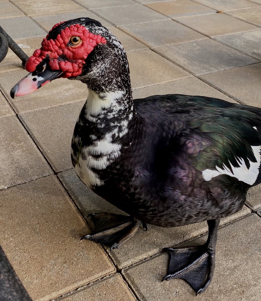 Edgar Scott tweet media