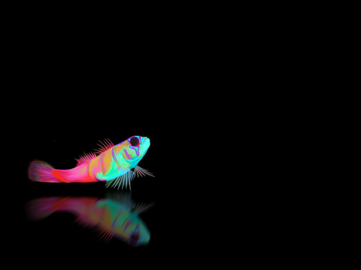 FaunaCrypto's tweet photo. @MuseumofCrypto @nft_paris @joynxyz And meanwhile underneath the oceans surface still exist natures most glorious artworks. 🙏💙 https://t.co/9PUMR54RV0
