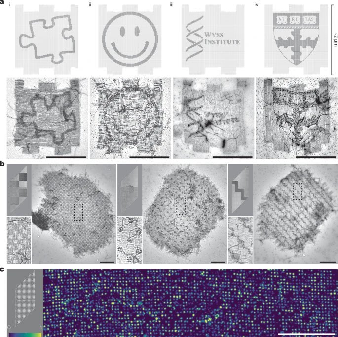 DNA_Nanotech's tweet image. Multi-micron crisscross structures grown from DNA-origami slats
nature.com/articles/s4156…