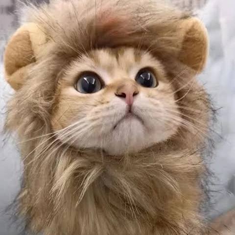 น้องแฮรินลุคไลออนแมว น่ารักเว่อ 🦁💖