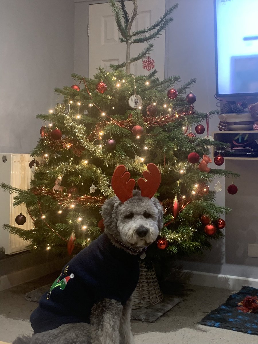 Wilf says Happy Christmas everyone!