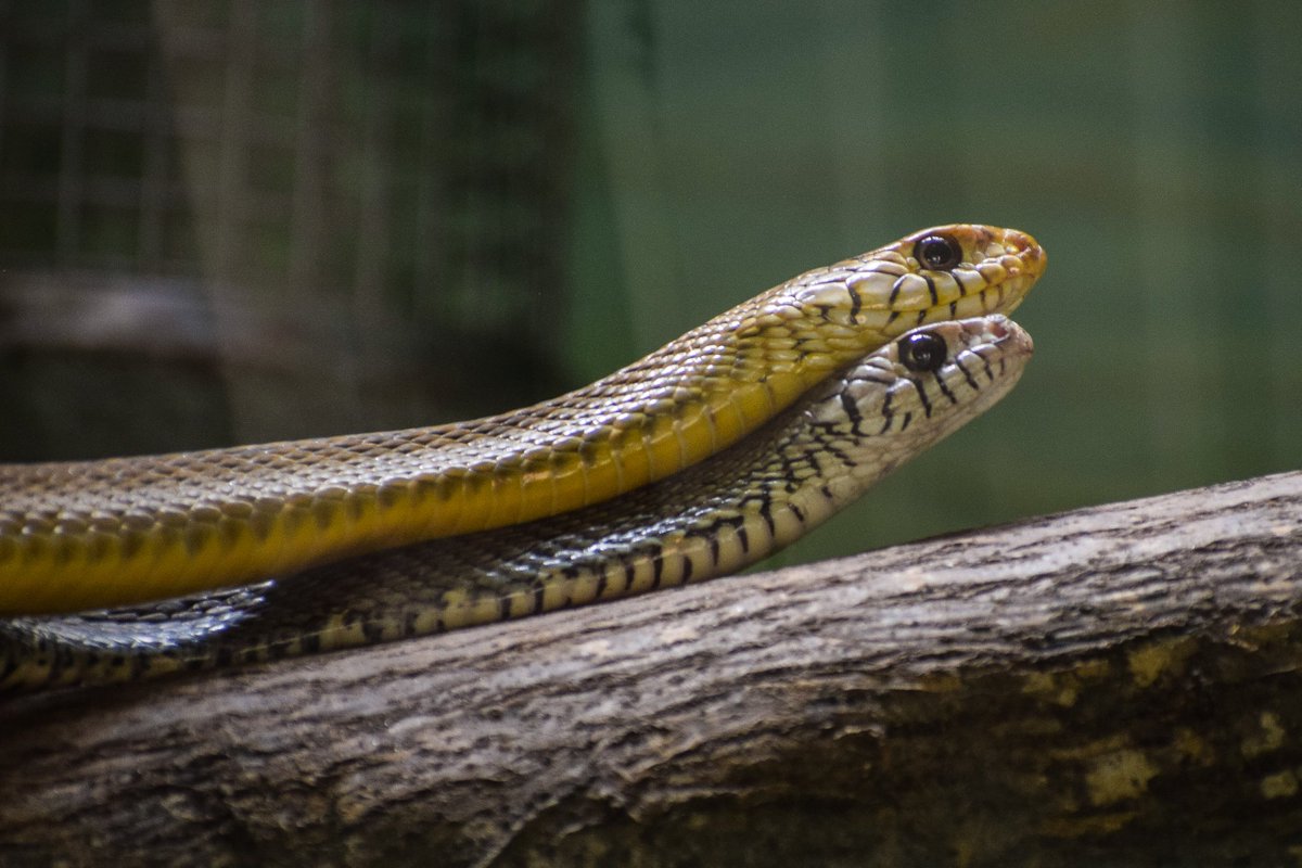 manjubcpd's tweet photo. Ptyas mucosa / Rat snake
#ptyasmucosa #orientalratsnake #indianratsnake #mysorezoo #incrediblekarnataka #photographersofkarnataka #naturelove https://t.co/FAEOUO0yJv