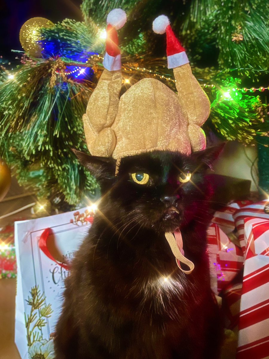 Wishing everyone a very Merry Christmas from me and Shadow!🎄

(Yes shadow is as angry as he looks)