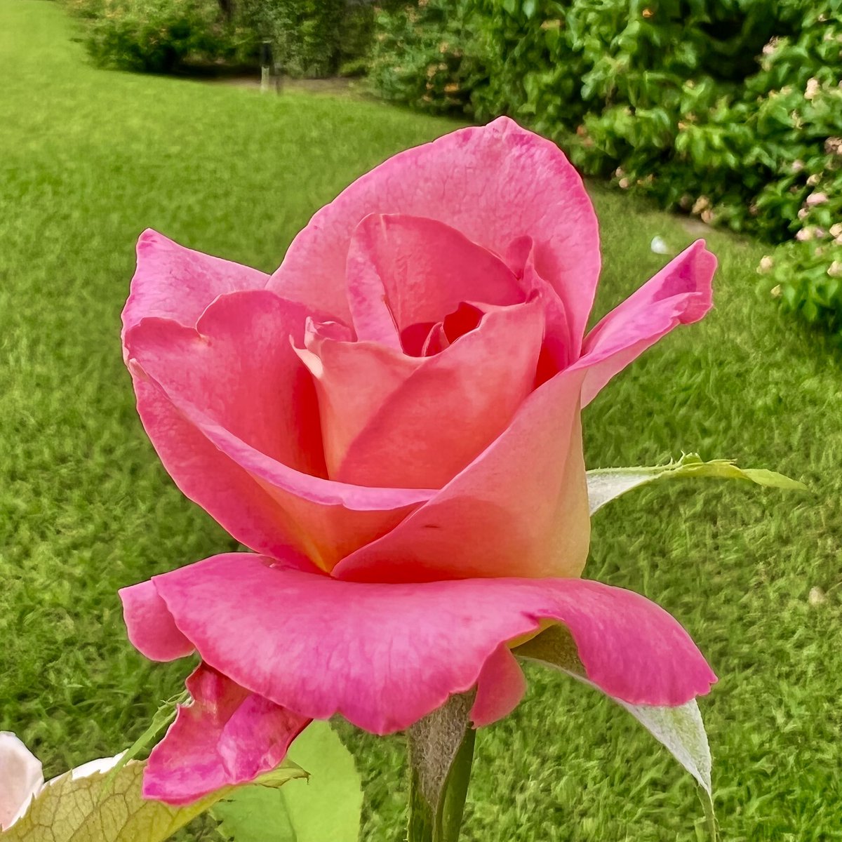 Boidalon's tweet photo. HBDay, big up & #SaturdayFollow pour @ValerieAmmirati, la girl next door de #Twitter, bonne copine, toujours prête à aider, soutenir et à donner le sourire.
Je t’embrasse fort mon amie, RDV bientôt sous la Verrière de nos aventures azuréennes ! https://t.co/Pc8OQtaO6J
