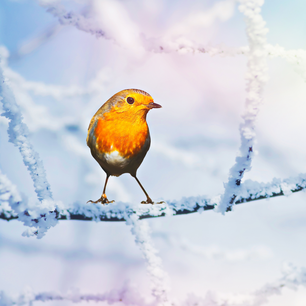 🐦🎄❄️A Christmas Robin! 
⛄❄️Merry Christmas Eve!😁
#seasonsgreetings #MerryChristmas #merrychristmas #MerryChristmasEve #MerryChristmasToAll #MerryChristmasEveryone #ChristmasEve #Christmas2022 #christmas #christmasrobin #robin #snow #wintervibes #birds #BirdsOfTwitter #robins